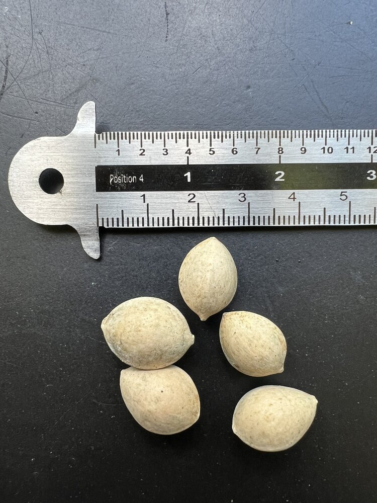 Ginkgo (Ginkgo biloba)