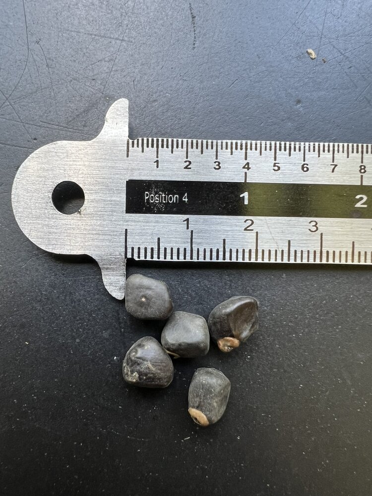 Rotsbanaan (Ensete superbum)