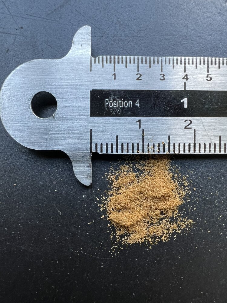 Tasmaanse boomvaren (Dicksonia antarctica)