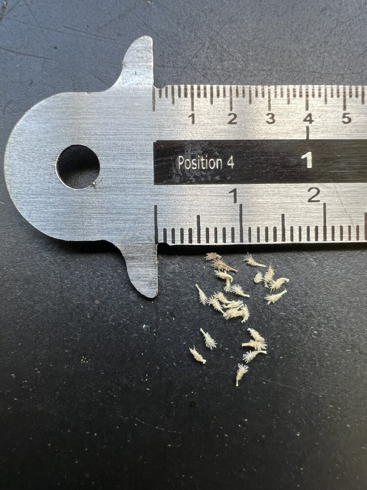 Cobralelie (Darlingtonia californica)