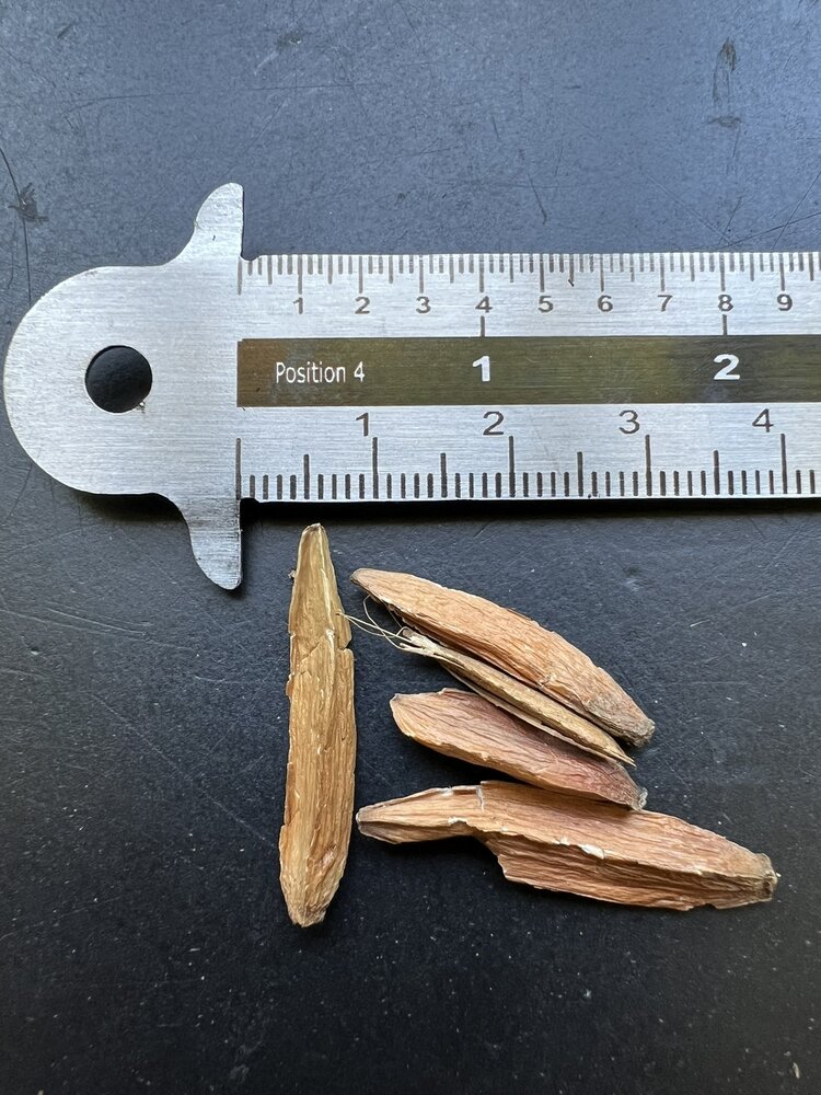 Boom van het leven (Camptotheca acuminata)