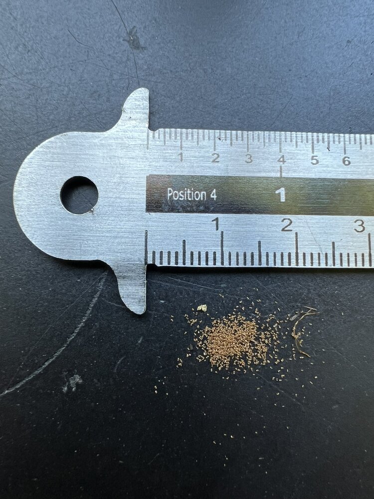 Norfolk boomvaren (Cyathea brownii)