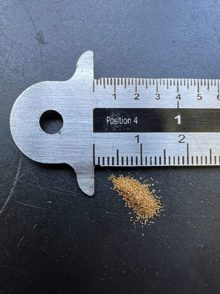 Australische boomvaren (Cyathea cooperi)