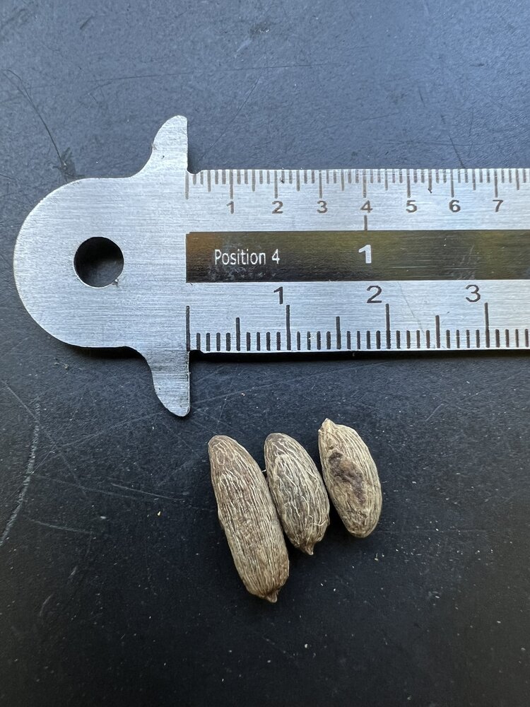 Spindelpalm (Hyophorbe verschaffeltii)