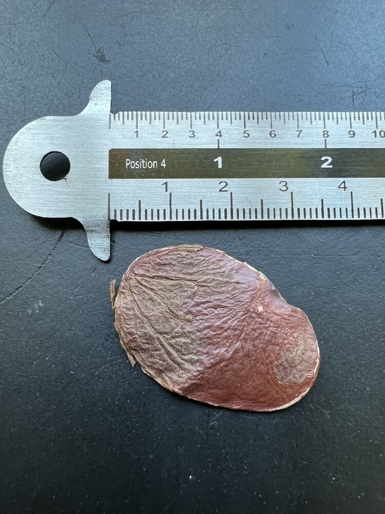 Vlam van het Bos (Butea monosperma)