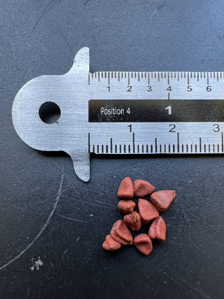 Orleaanboom (Bixa orellana)