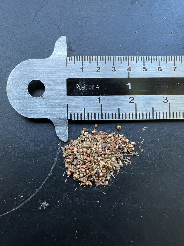 Wurgvijg (Ficus benghalensis)