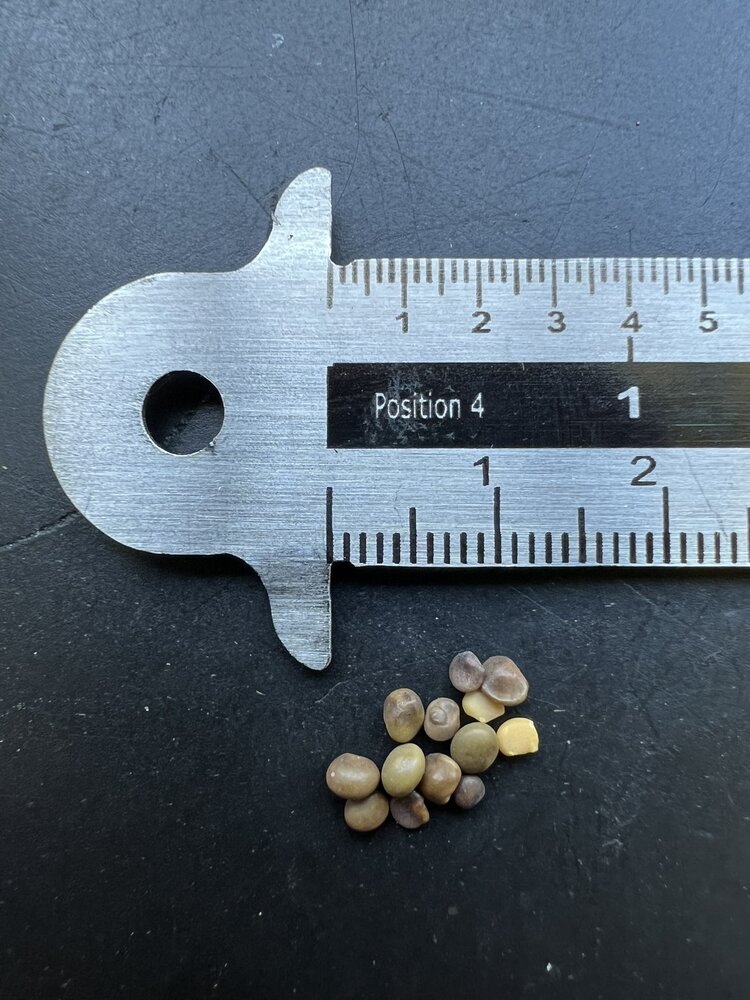 Chinese zoethout (Glycyrrhiza uralensis)