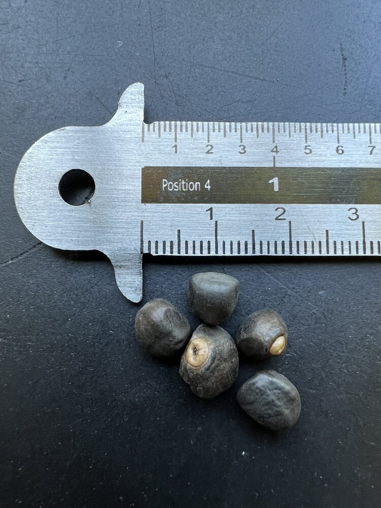 Kluay Pa banaan (Ensete sp. 'Kluay Pa')