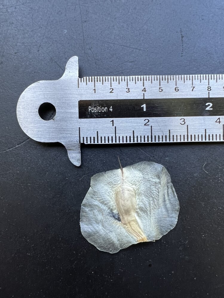 Kanniedoodplant (Welwitschia mirabilis)