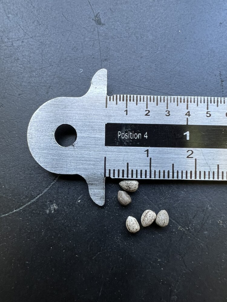 Medusa's haar (Euphorbia caput-medusae)