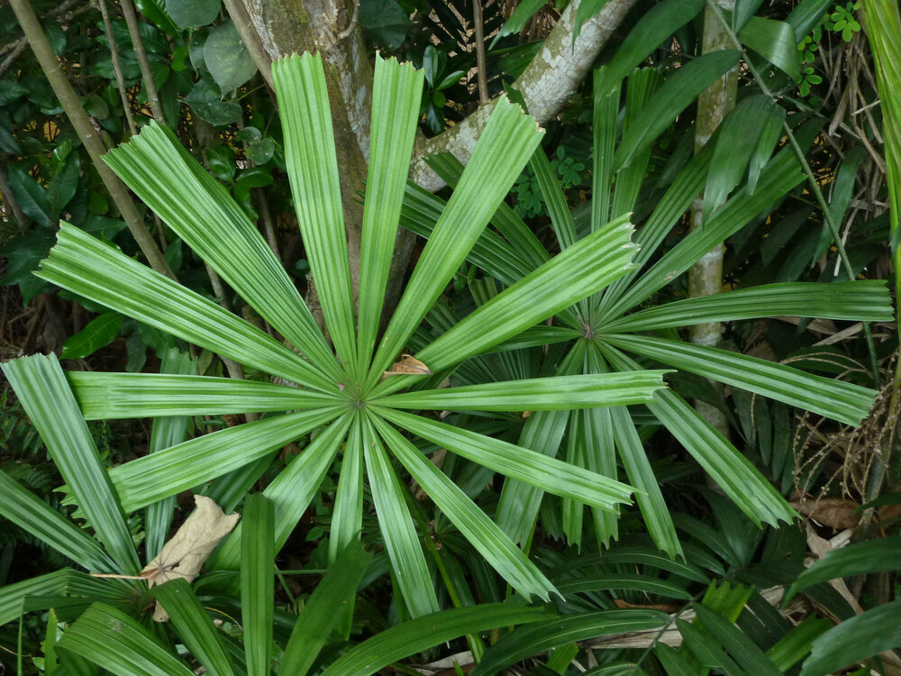 Gouden licuala (Licuala paludosa)