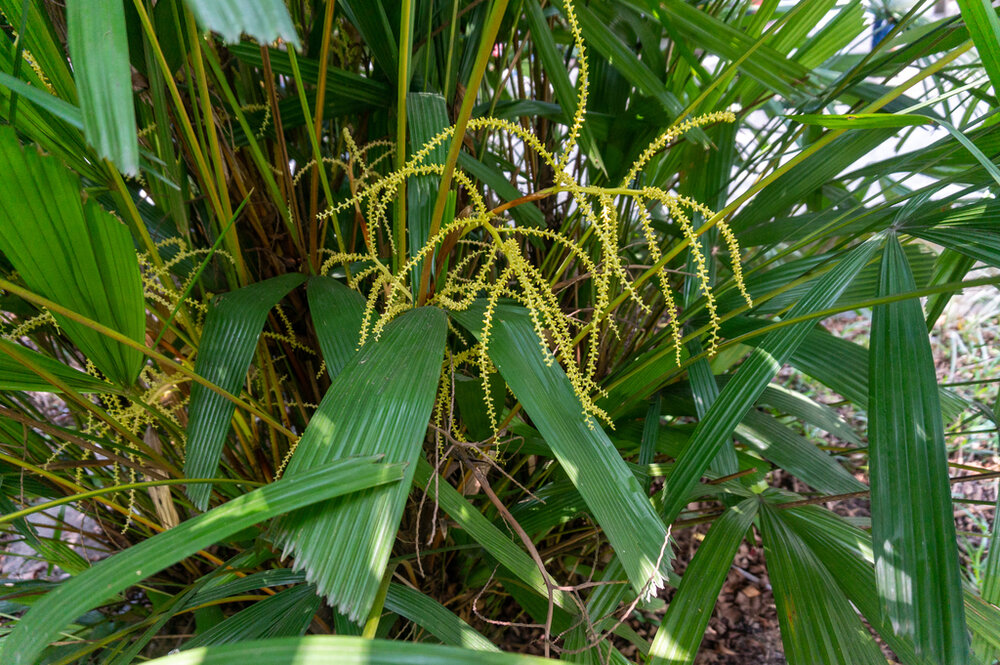 Hainan waaierpalm (Lanonia hainanensis)
