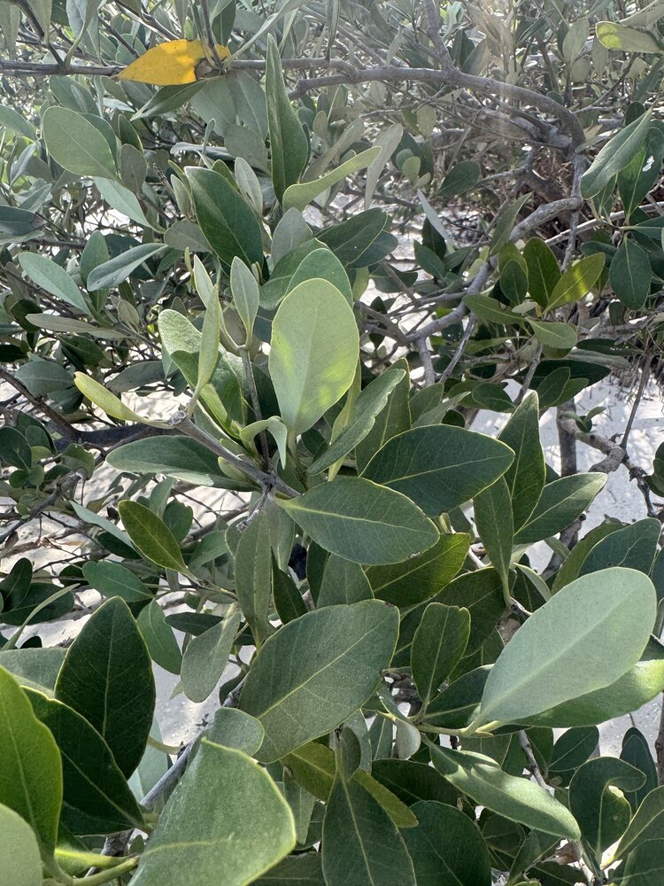 Zwarte mangrove (Avicennia germinans)