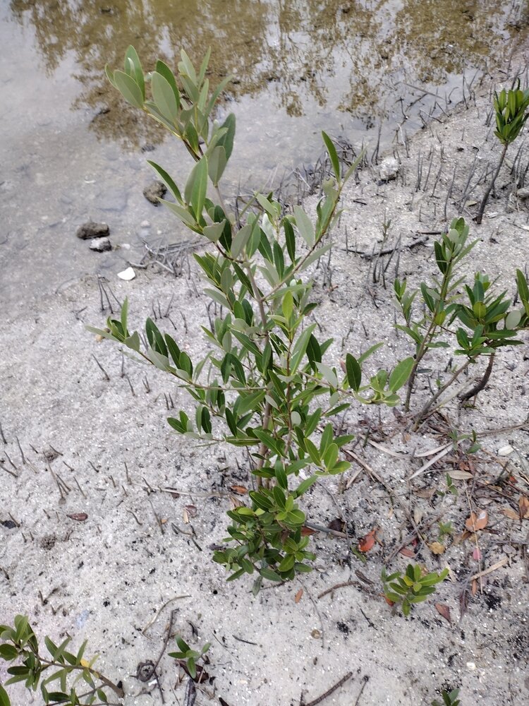 Zwarte mangrove (Avicennia germinans)