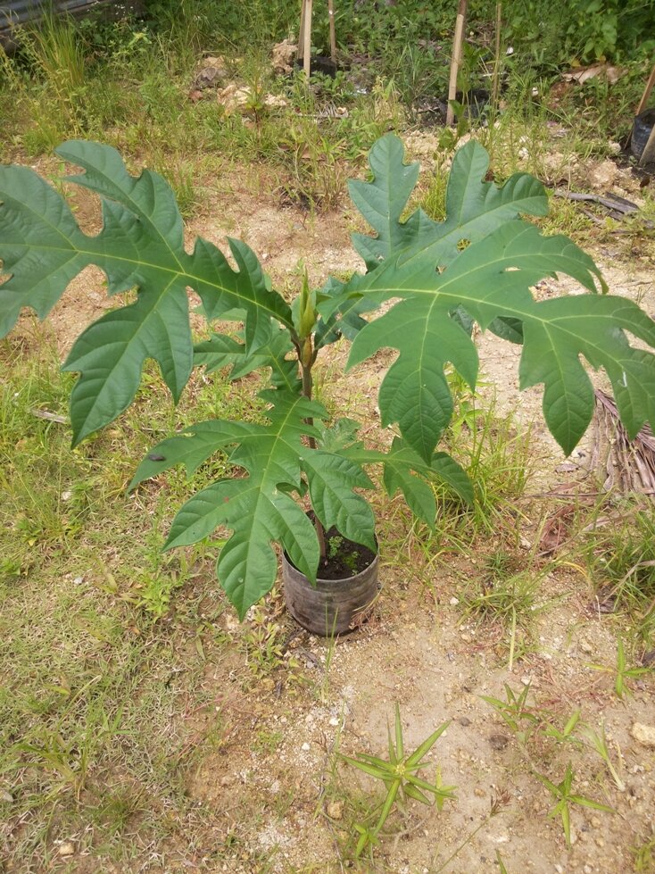 Pedalai (Artocarpus sericicarpus)