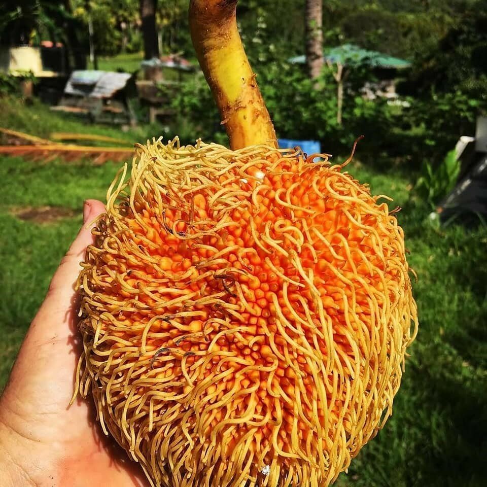 Pedalai (Artocarpus sericicarpus)