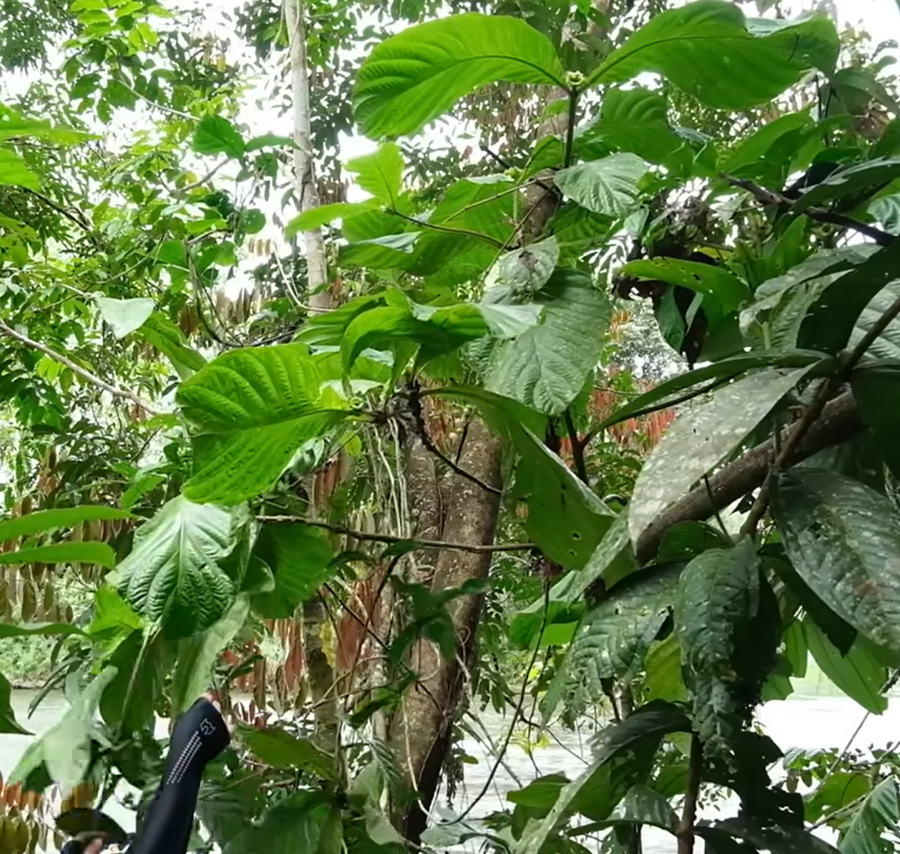 Rode sapote (Timonius minahassae)