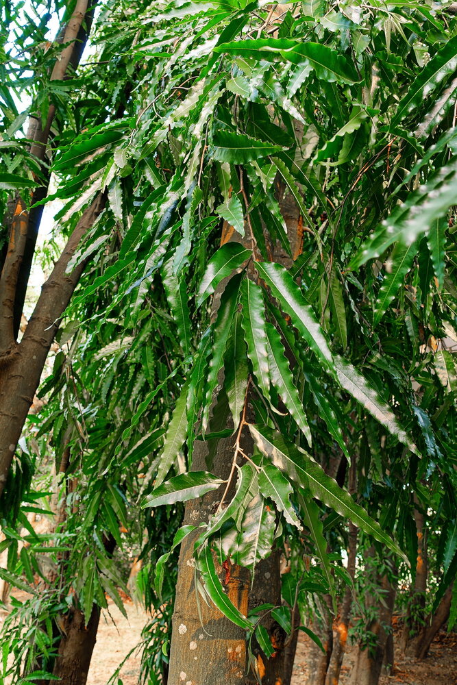 Indiase mastboom (Monoon longifolia)