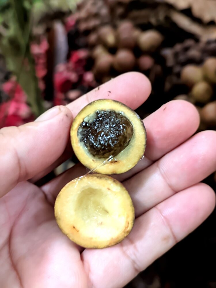 Mempisang (Goniothalamus ridleyi)