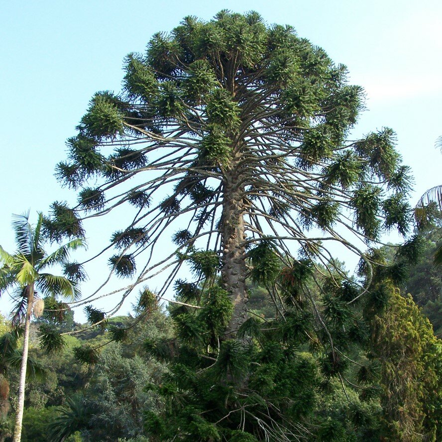 Bunya-den (Araucaria bidwillii)