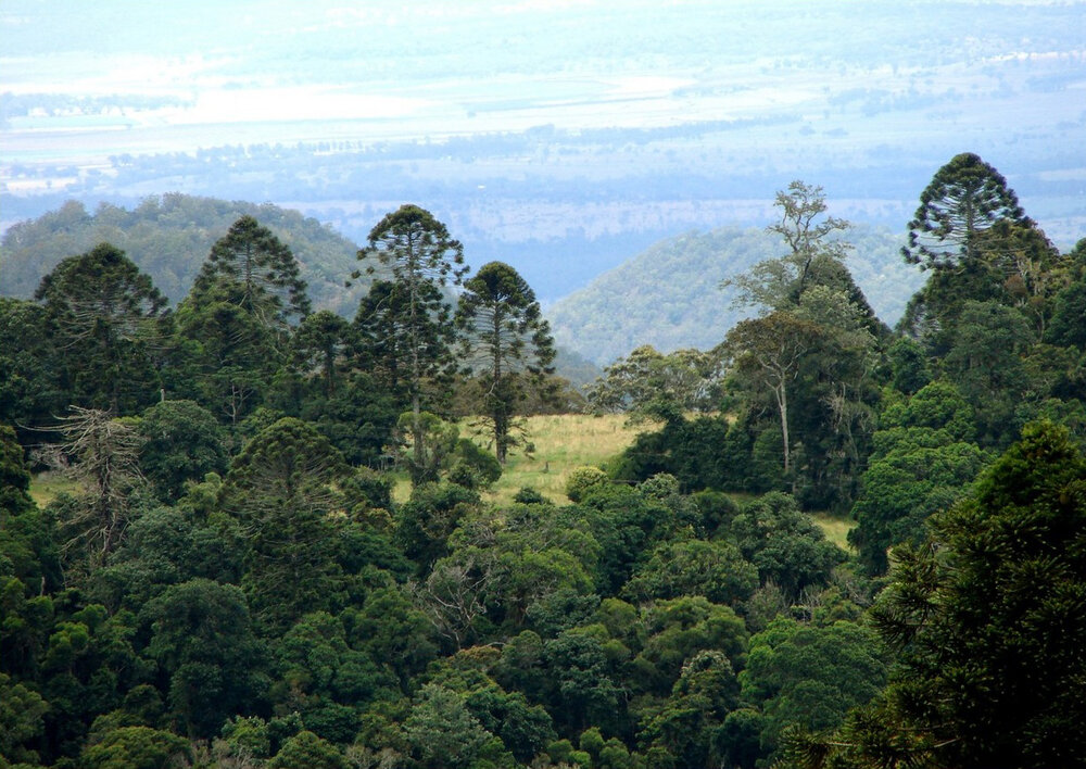Bunya-den (Araucaria bidwillii)
