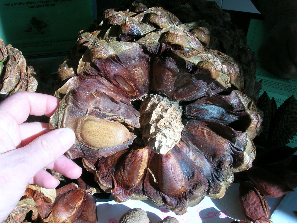 Bunya-den (Araucaria bidwillii)