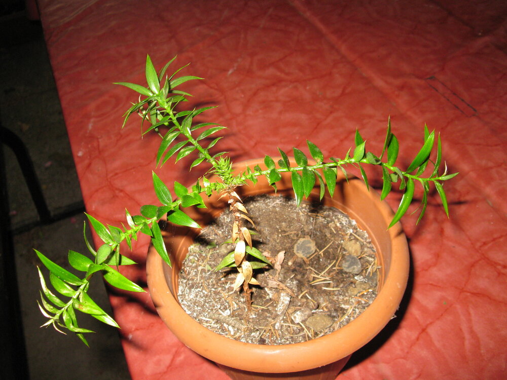 Bunya-den (Araucaria bidwillii)