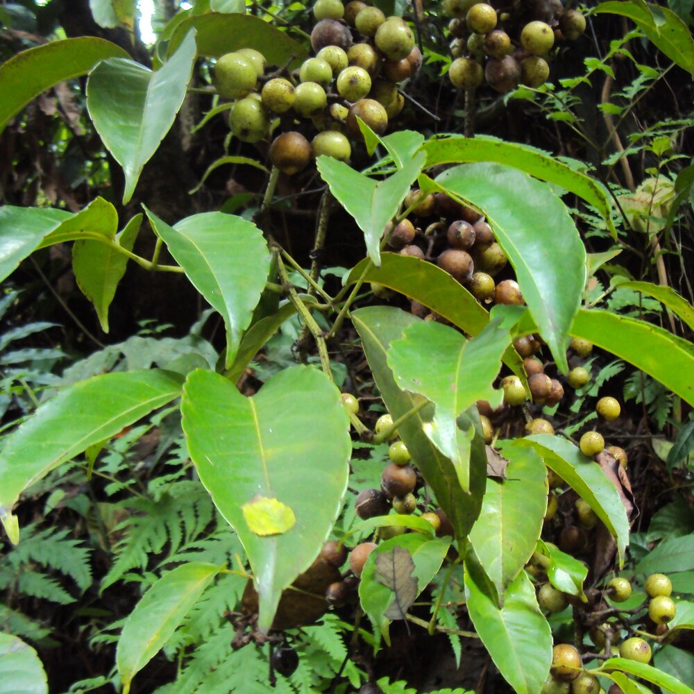 Klimmende Indiase kastanje (Tetrastigma leucostaphylum)