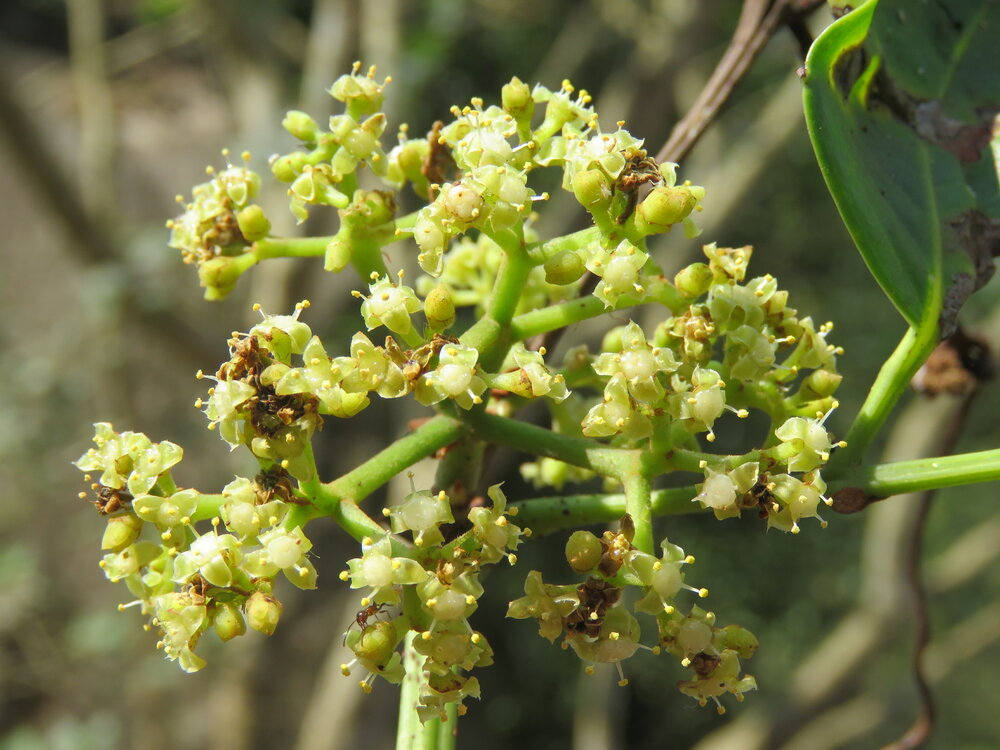 Klimmende Indiase kastanje (Tetrastigma leucostaphylum)