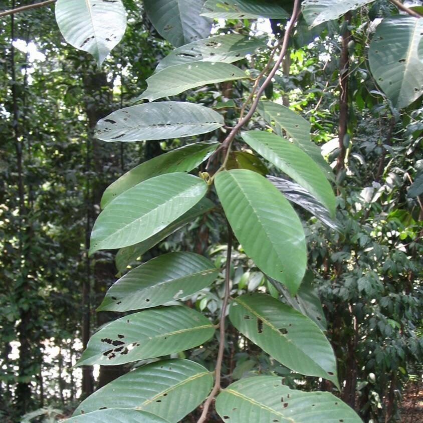 Lichtrode meranti (Rubroshorea leprosula)