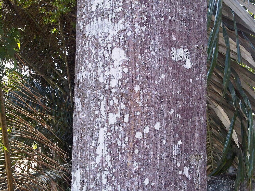 Lichtrode meranti (Rubroshorea leprosula)