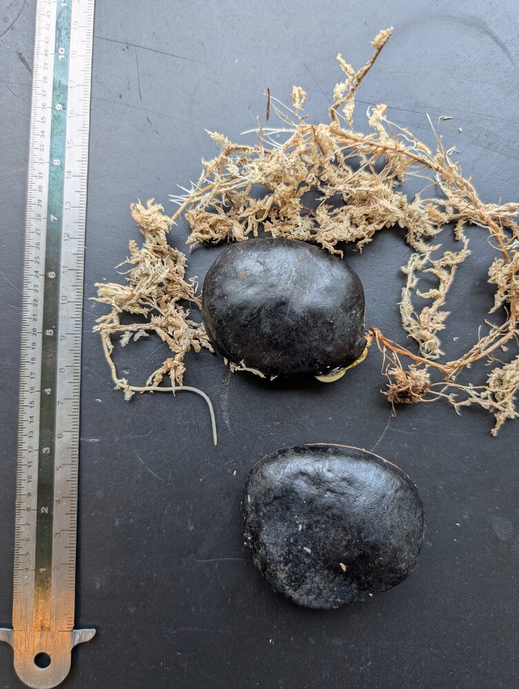 Rode jadebloem (Mucuna novoguineensis)