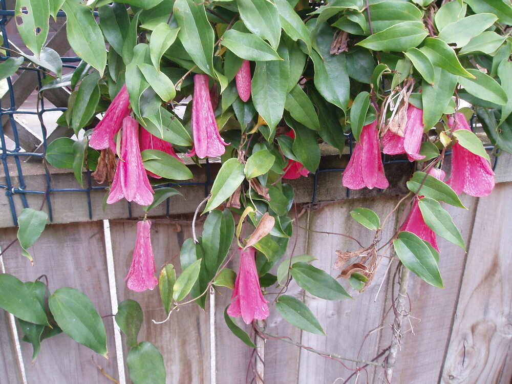 Chileense trompetbloem (Lapageria rosea)