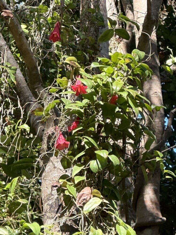 Chileense trompetbloem (Lapageria rosea)