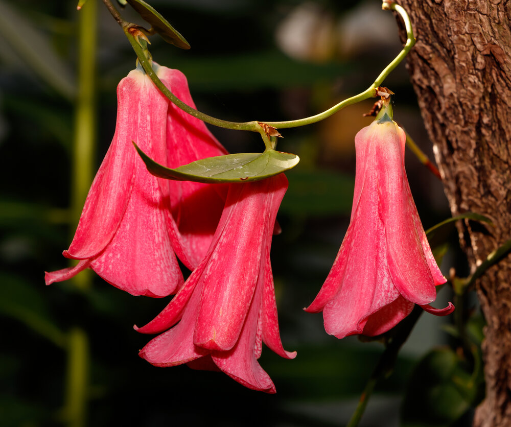 Chileense trompetbloem (Lapageria rosea)