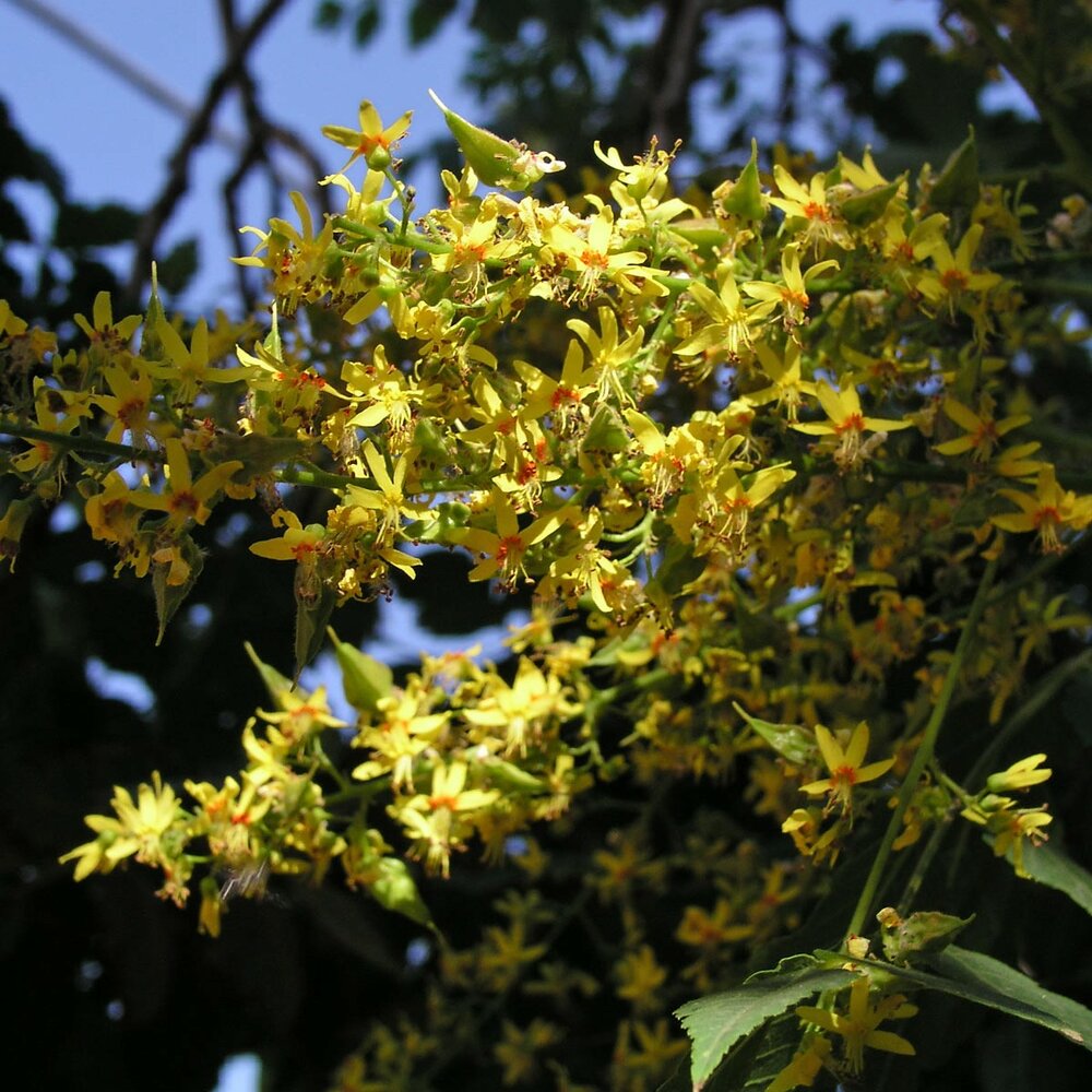 Chinese vernisboom (Koelreuteria paniculata)