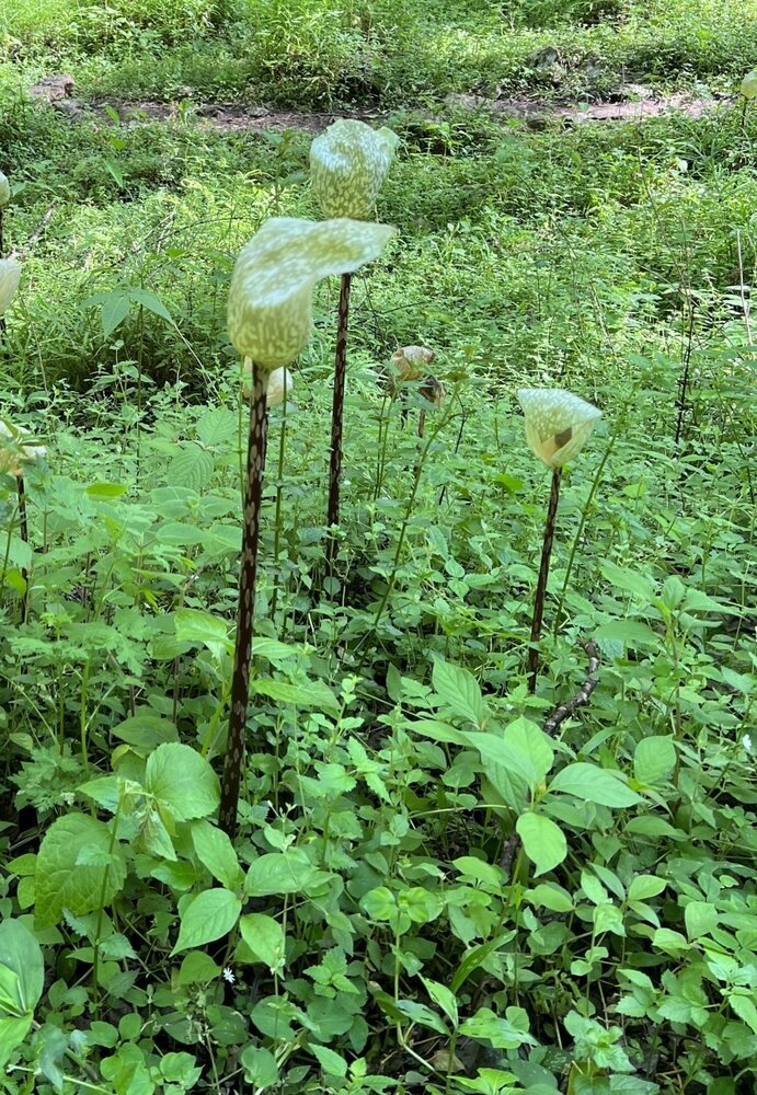 Aronskelk (Amorphophallus yunnanensis)