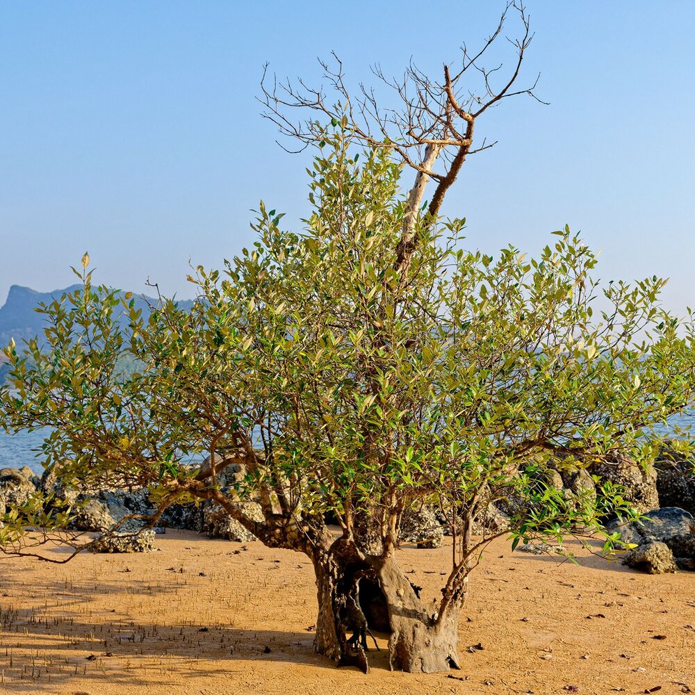 Witte mangrove (Avicennia alba)