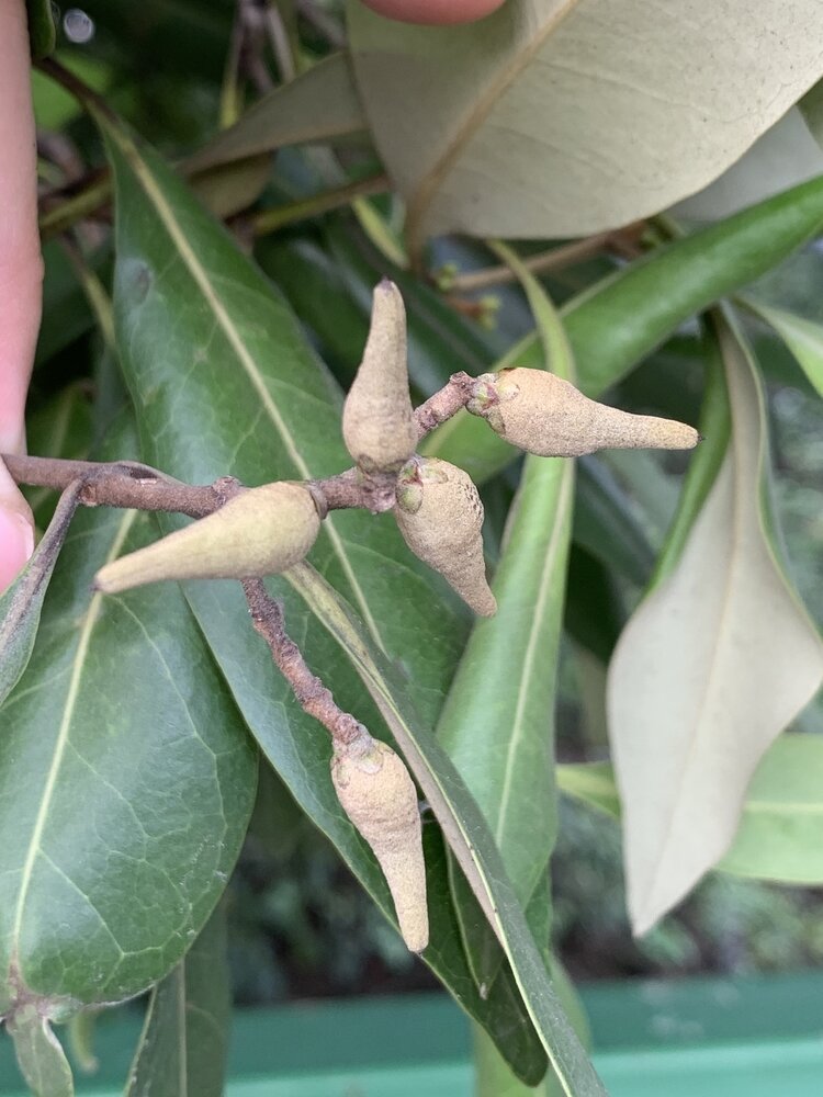 Witte mangrove (Avicennia alba)