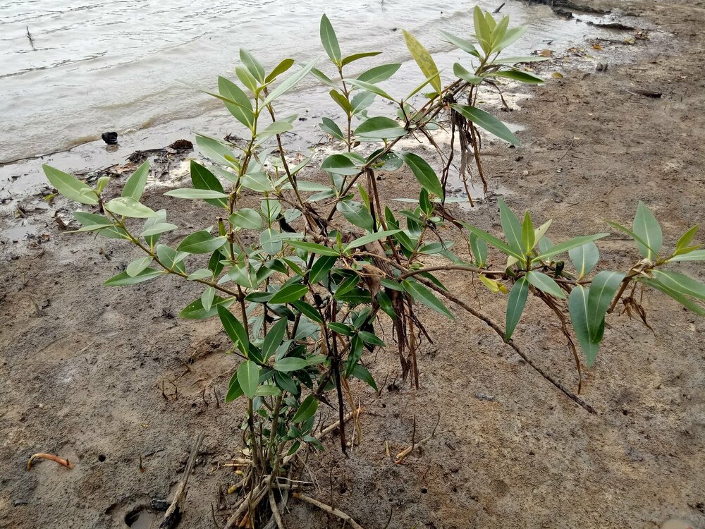 Witte mangrove (Avicennia alba)