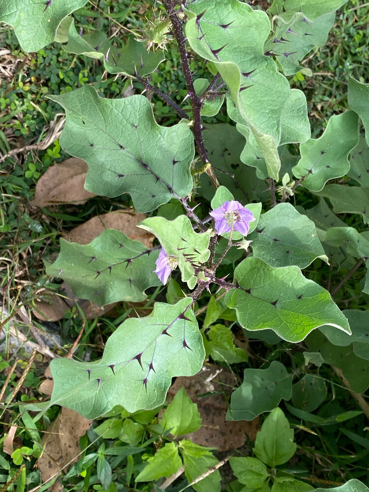 Wilde aubergine (Solanum melongena ssp. cumingii)