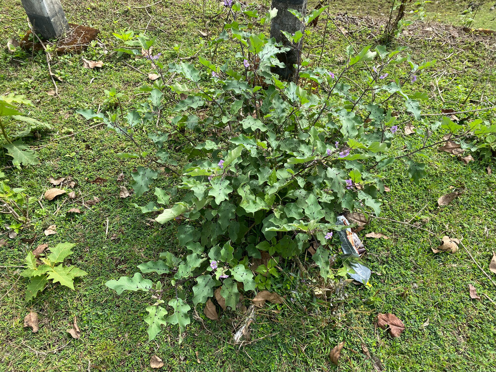 Wilde aubergine (Solanum melongena ssp. cumingii)