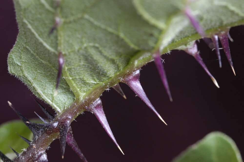 Wilde aubergine (Solanum melongena ssp. cumingii)