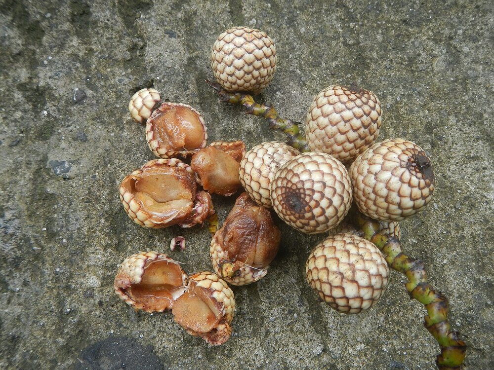 Drakenbloed-rotan (Calamus draco)