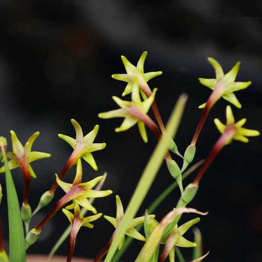 Groene freesia (Freesia viridis ssp. viridis)