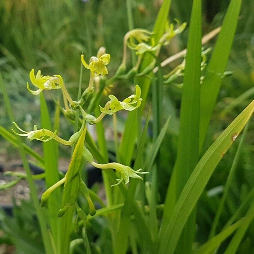 Groene freesia (Freesia viridis ssp. viridis)