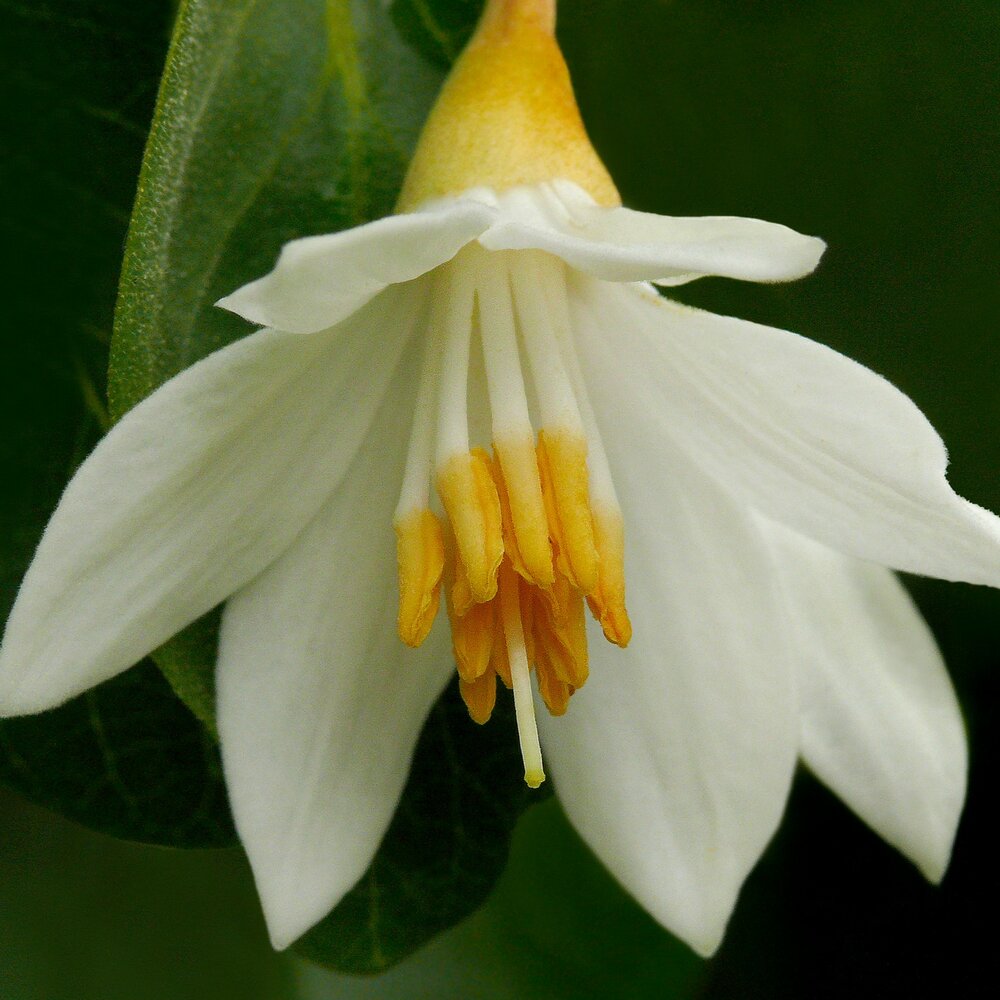 Benzo&euml;boom (Styrax benzoin)