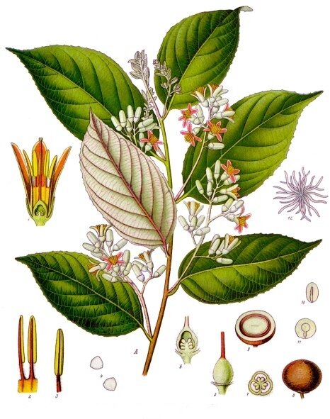 Benzo&euml;boom (Styrax benzoin)