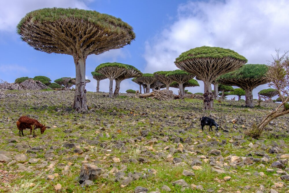 Socotra drakenbloedboom (Dracaena cinnabari)